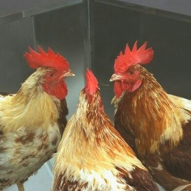 лого группы